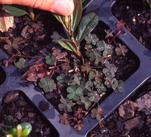 Figure 1. Oxtails in a liner containing weeds.